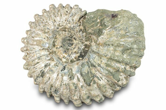 Bumpy Ammonite (Douvilleiceras) Fossil - Madagascar #277171